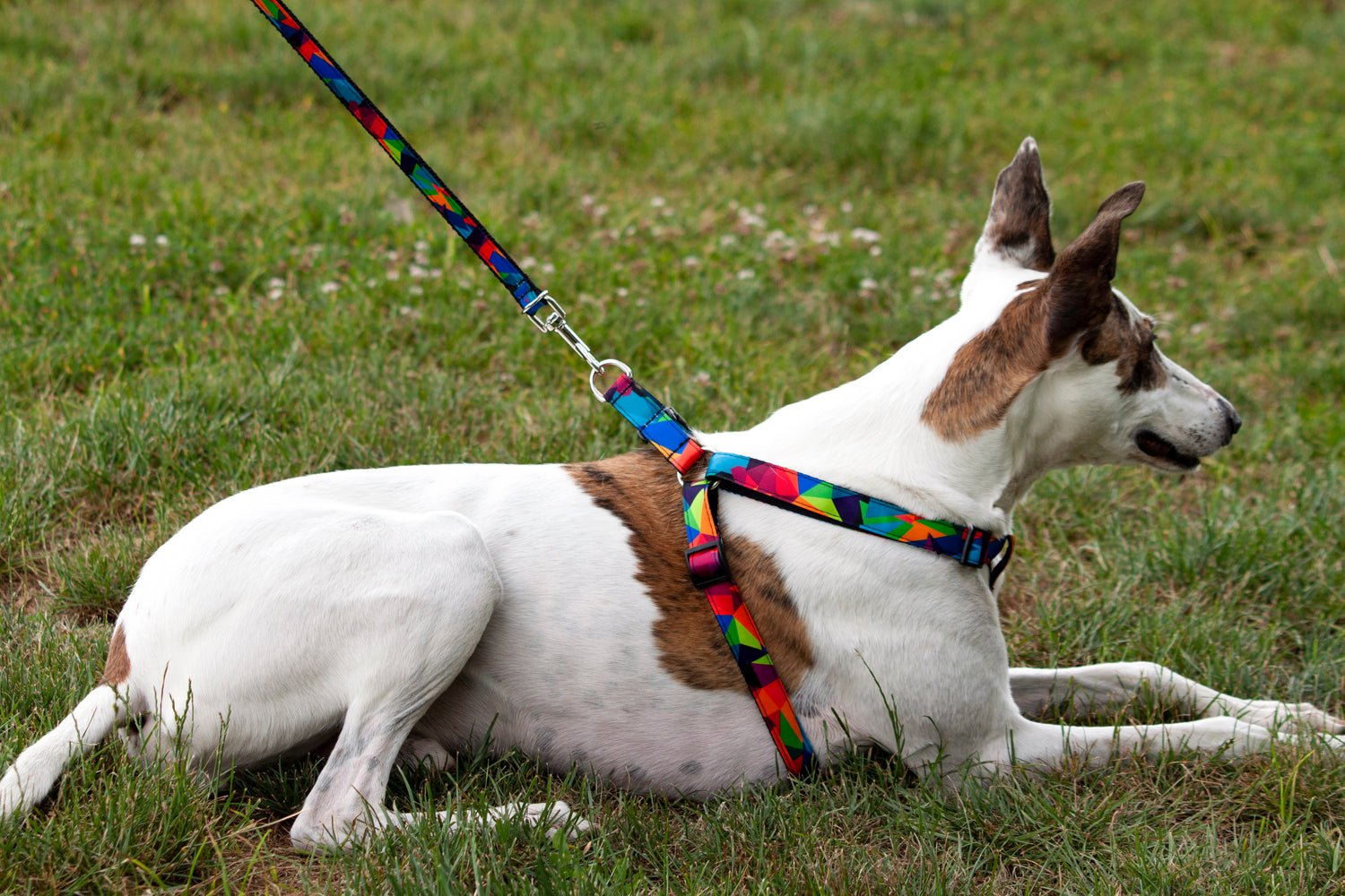 kutyahám, egyedi kutyahám, kutyahám nagytestű kutyáknak, kutya felszerelés, kutyafelszerelés, kutya felszerelések, kutya webáruház, kutya felszerelés webáruház, kutyahám, kutya hámok