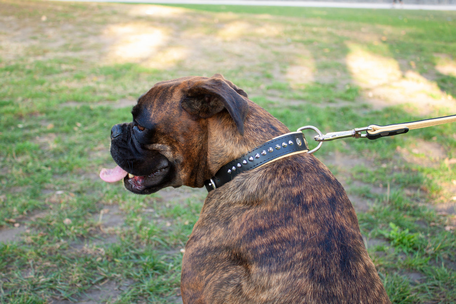 nyakörv, nyakörvek, kutya nyakörv, kutyafelszerelés, kutya felszerelések, kutya webáruház, kutyás webáruház, egyedi nyakörv, bőr nyakörv, tartós nyakörv, széles nyakörv, barna nyakörv, fekete nyakörv, nyakörv bőr