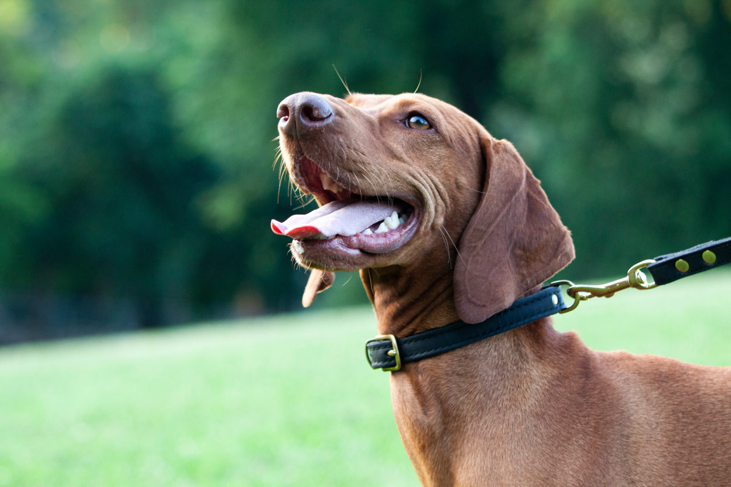 nyakörv, nyakörvek, kutya nyakörv, kutyafelszerelés, kutya felszerelések, kutya webáruház, kutyás webáruház, egyedi nyakörv, fekete nyakörv, fekete bőr nyakörv, macska nyakörv, cica nyakörv
