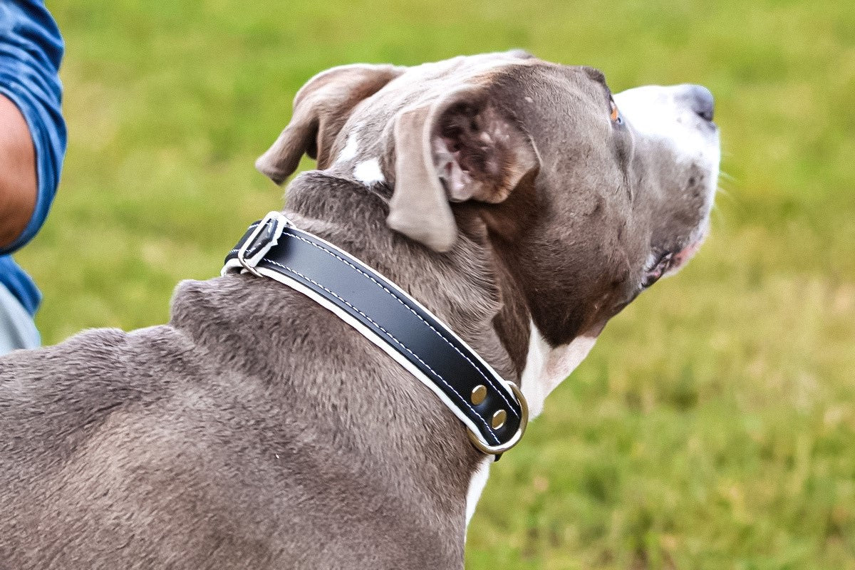 nyakörv, nyakörvek, kutya nyakörv, kutyafelszerelés, kutya felszerelések, kutya webáruház, kutyás webáruház, fekete nyakörv, fehér nyakörv, kék nyakörv, piros nyakörv, színes nyakörv, egyedi nyakörv