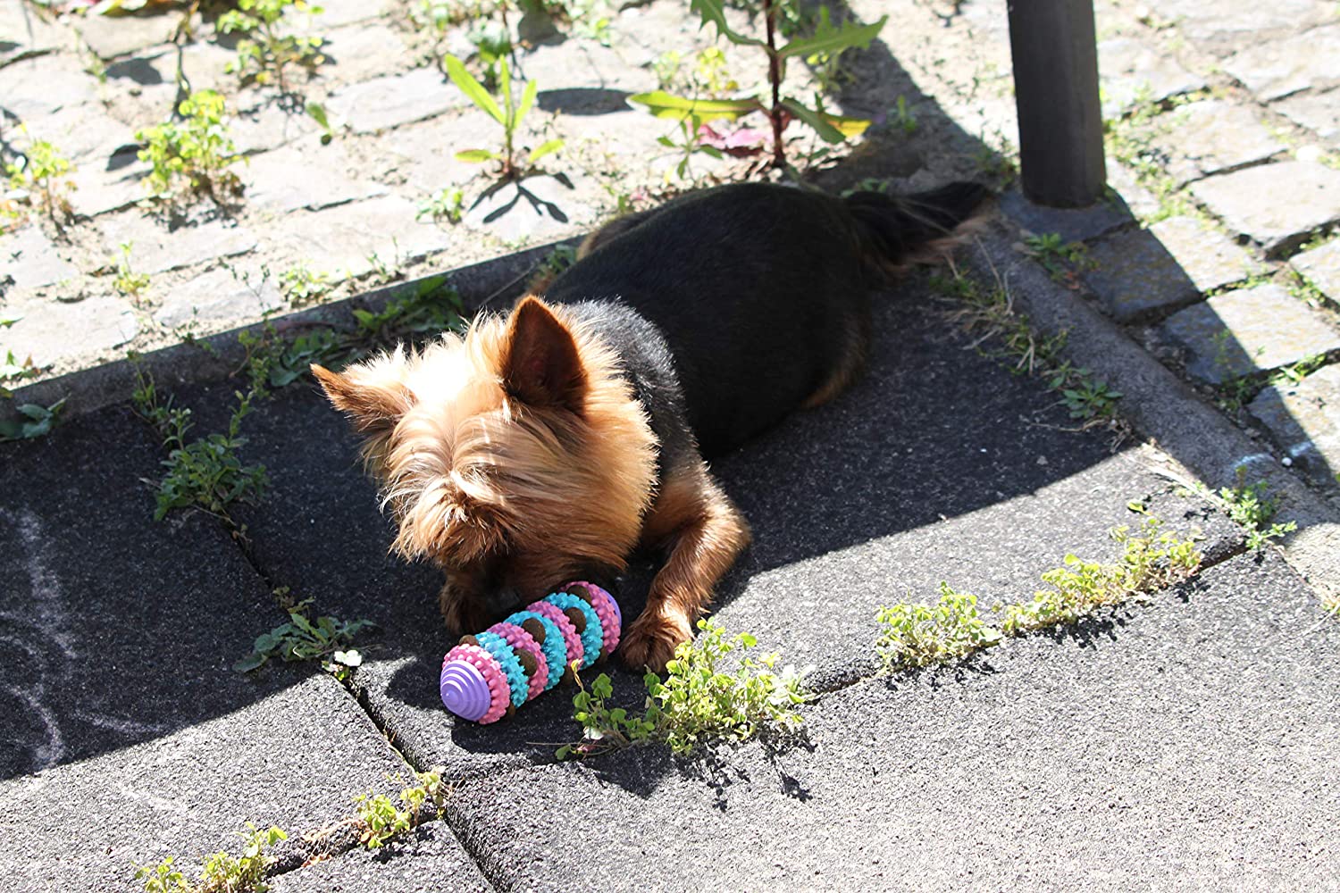 kutya játékok,kutya kötél játék, logikai játék kutyáknak ,kölyök kutya játékok, intelligencia játék kutyáknak , kutya játékok webshop, kutya intelligencia, fejlesztő játék, játékok kutyáknak