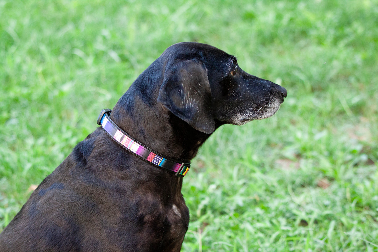 Mozaik - Állítható textil nyakörv - Corspet Hungary