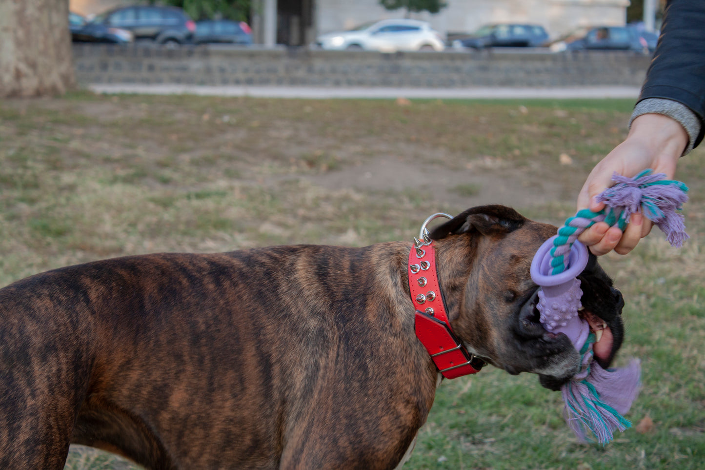 intelligens kutya játék, kutya játékok, kutya logikai játék, interaktív kutya játék
