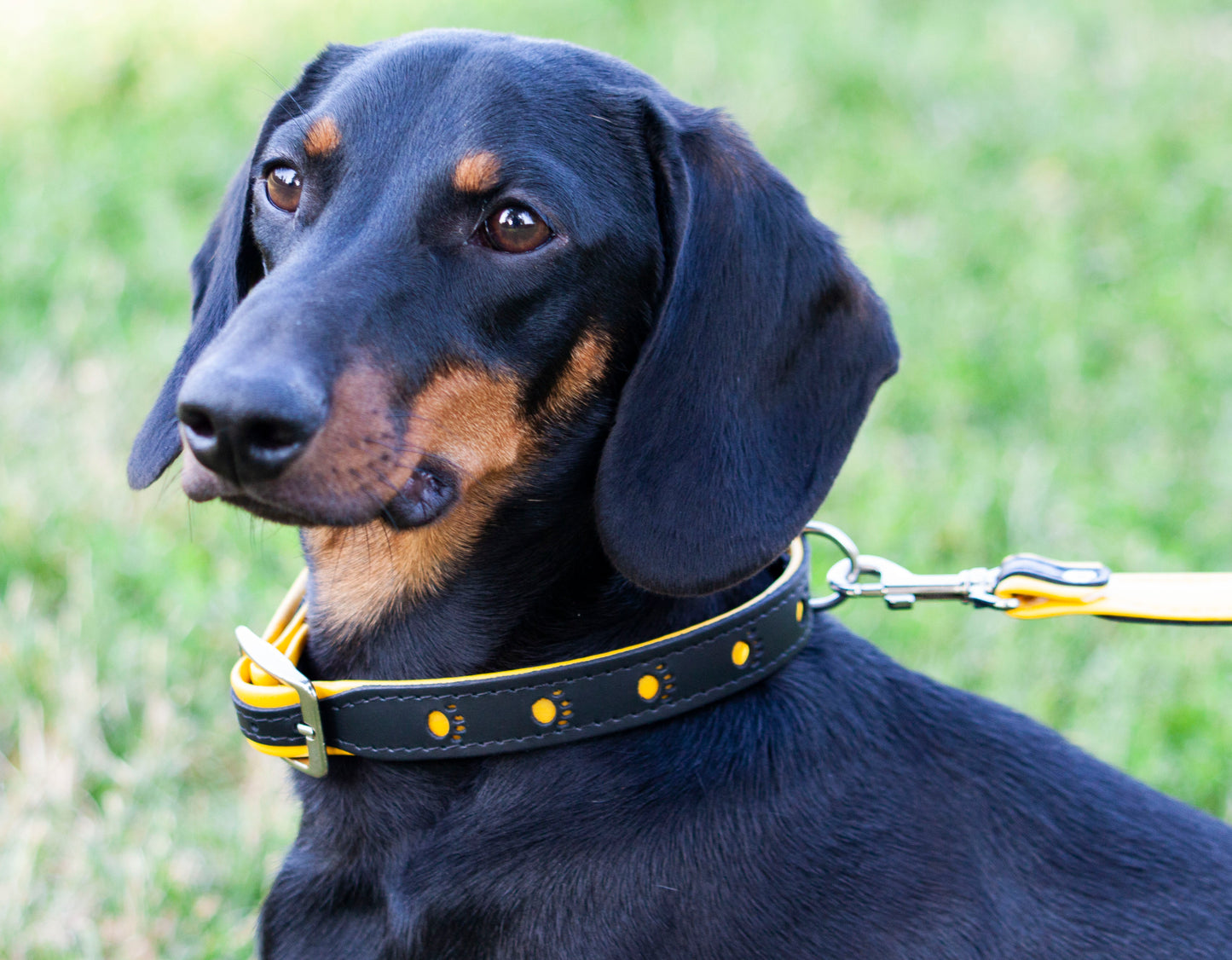 Fényvisszaverő bőr póráz - kontrasztos színekkel - Corspet Hungary