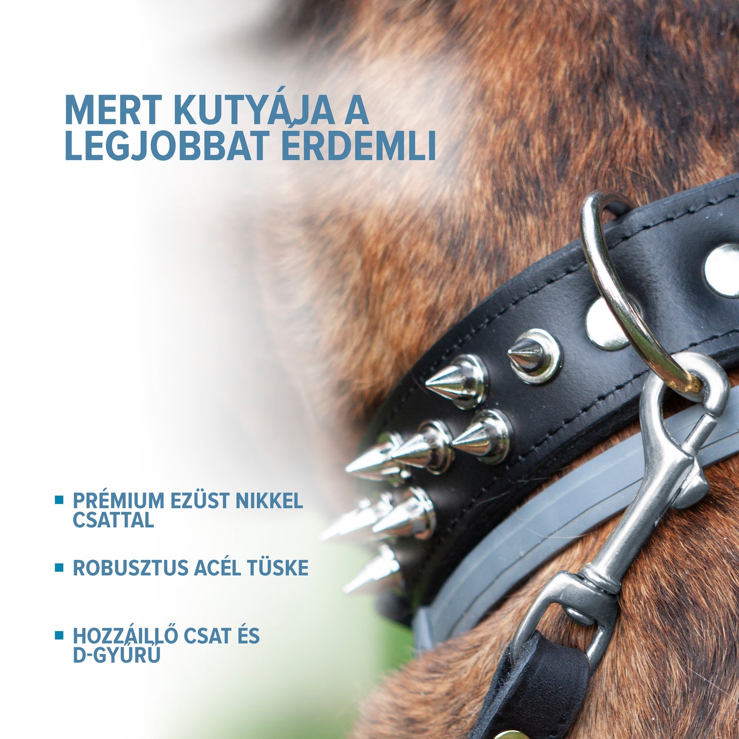 kutya nyakörv, szegecses kutya nyakörv, szegecses nyakörv, fekete bőr, fekete nyakörv, kutya felszerelések, corspet, prémium nyakörv, prémium bőr, kutya nyakörv, nyakörv kutyáknak, bőr nyakörv, egyedi nyakörv, divatos nyakörv,
