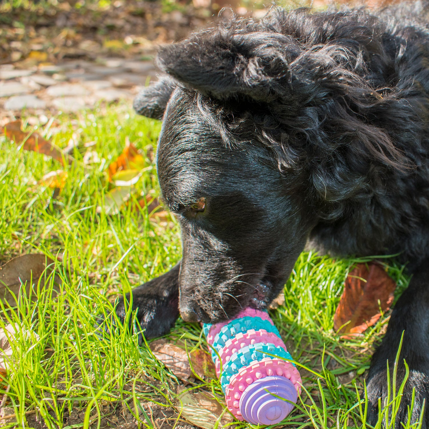 játékok kutyáknak,kutya játékok,kutya kötél játék, logikai játék kutyáknak ,kölyök kutya játékok, intelligencia játék kutyáknak , kutya játékok webshop, kutya intelligencia, fejlesztő játék, játékok kutyáknak