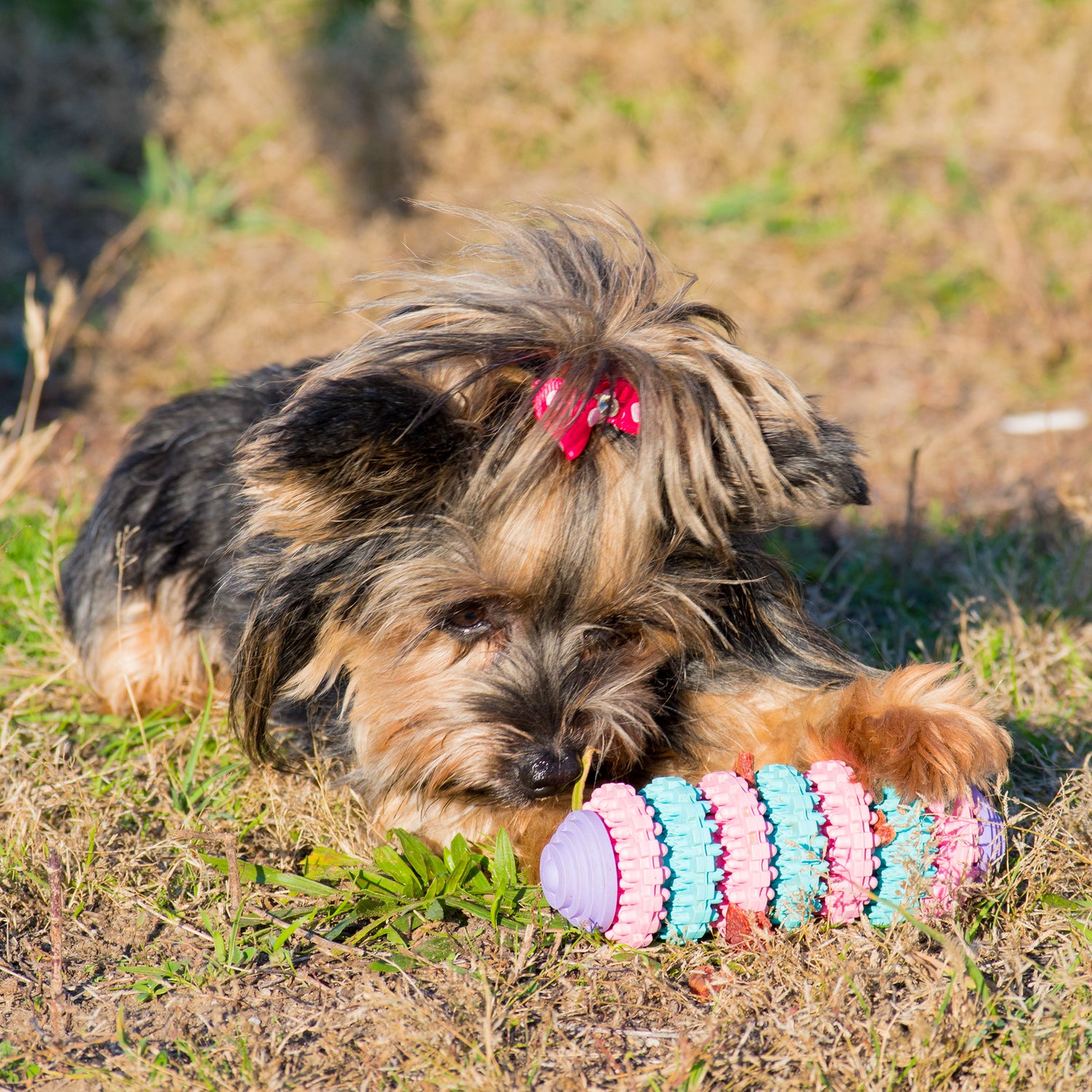 kutya ügyességi játékok, kutya játékok,kutya kötél játék, logikai játék kutyáknak ,kölyök kutya játékok, intelligencia játék kutyáknak , kutya játékok webshop, kutya intelligencia, fejlesztő játék, játékok kutyáknak