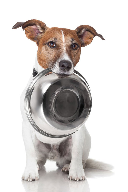 Hogyan tisztítsuk és sterilizáljuk helyesen a kutyánk etető tálját