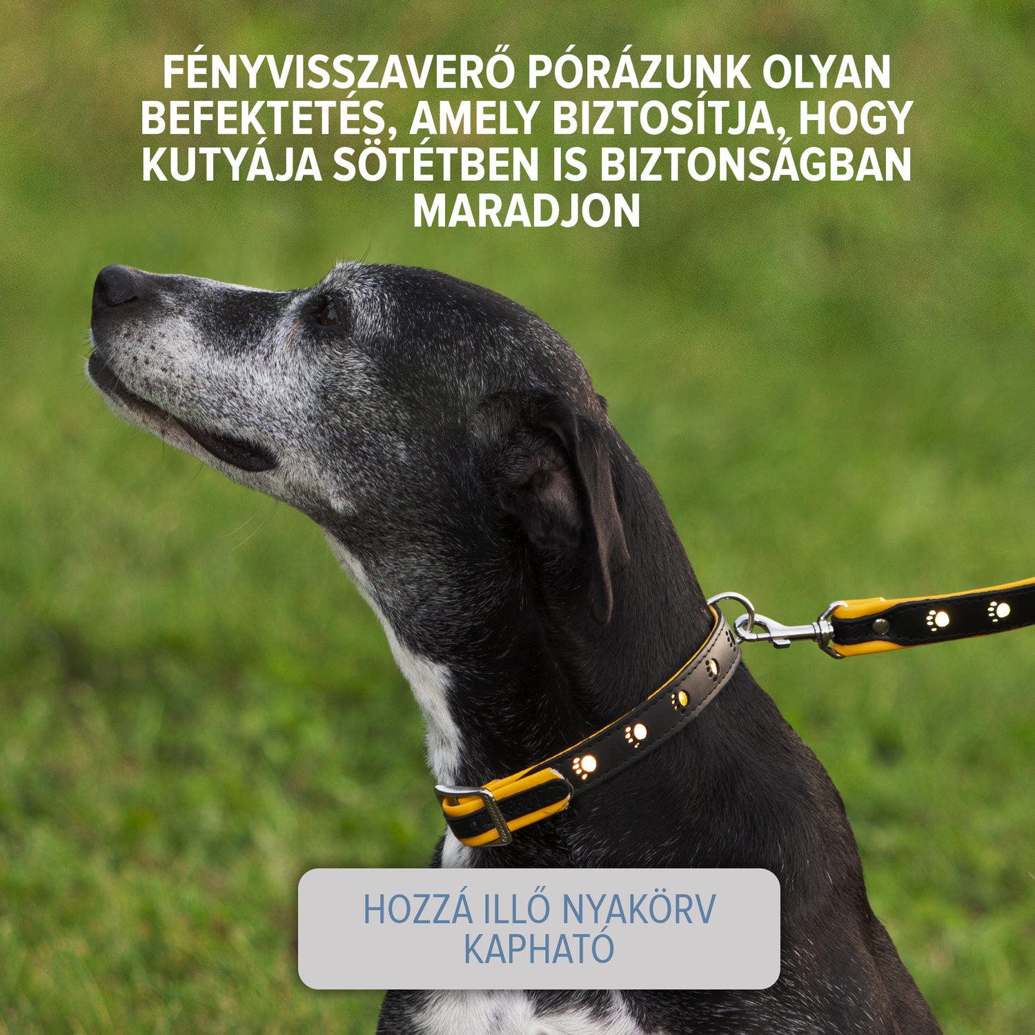 Fényvisszaverő bőr nyakörv - kontrasztos színekkel - Corspet Hungary